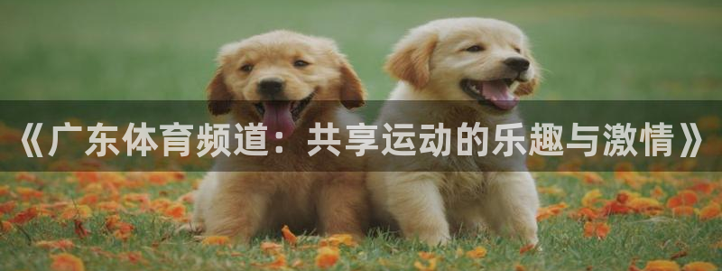 袋鼠直播体育在线观看边看边玩1.新通道.top：《广东体育频道：共享运动的乐趣与激情》